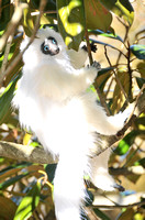 Aurelia Silky Sifaka Lemur
