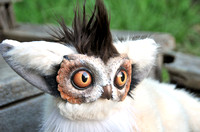 Marmowlet Owl Creature