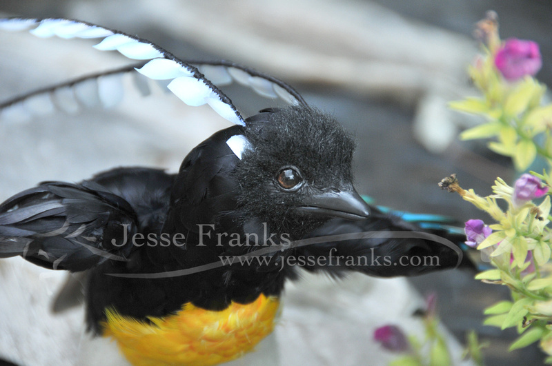 Jesse Franks Photography and Creations | King of Saxony Bird Of Paradise